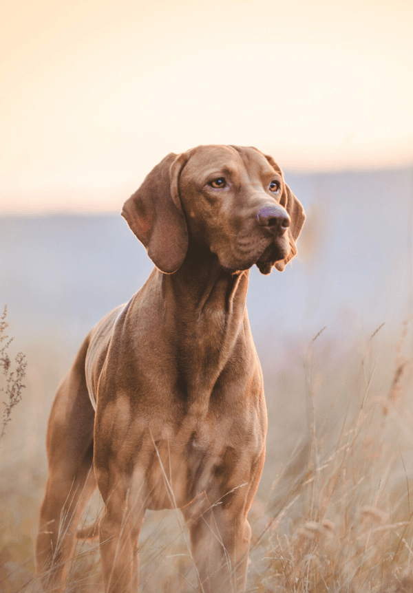 hund, katt, hundar, katter, proferm pets, husdjur, foder, naturliga produkter, klåda, eksem, kvalsterallergi, diarré, fodertillskott, foder