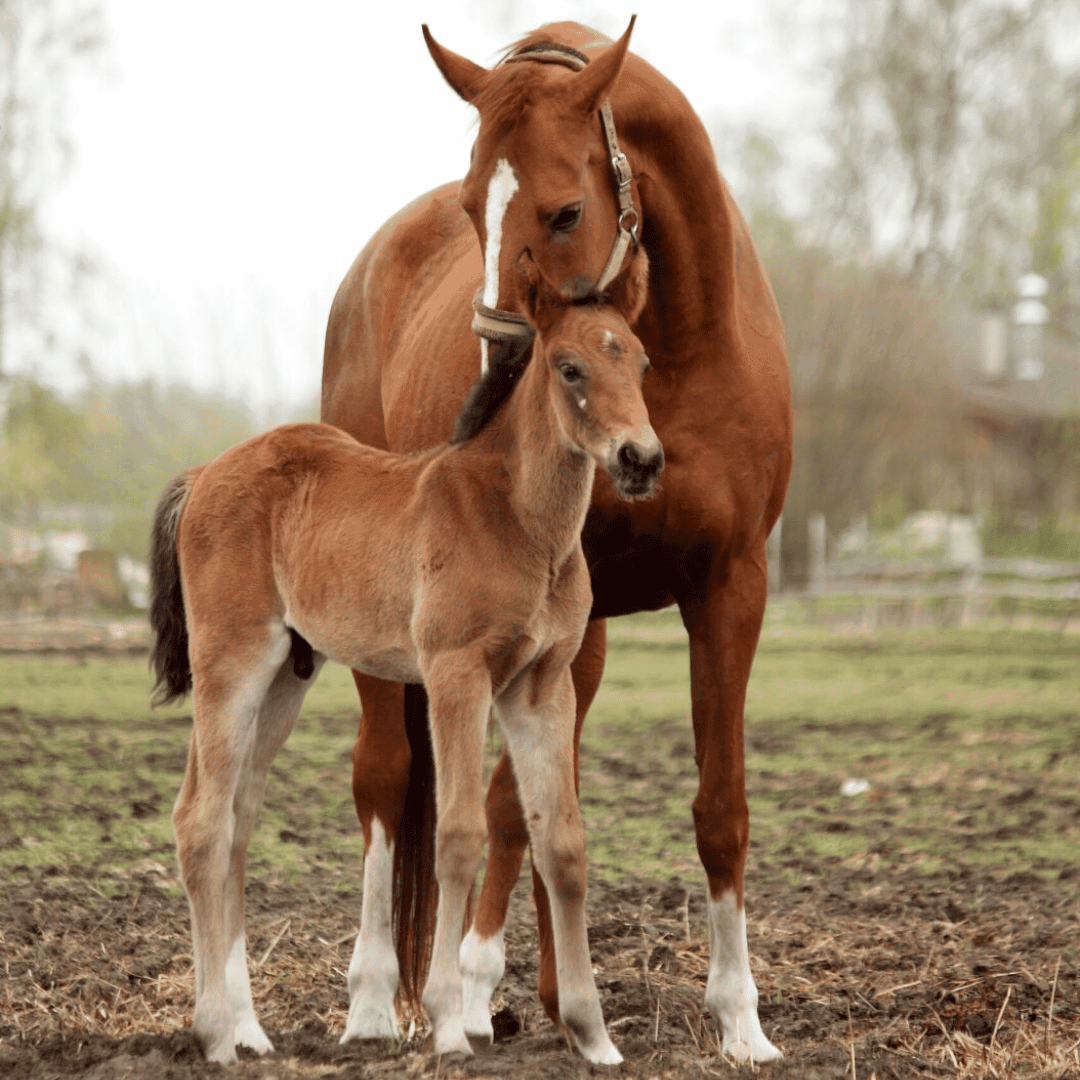 Mamma föl