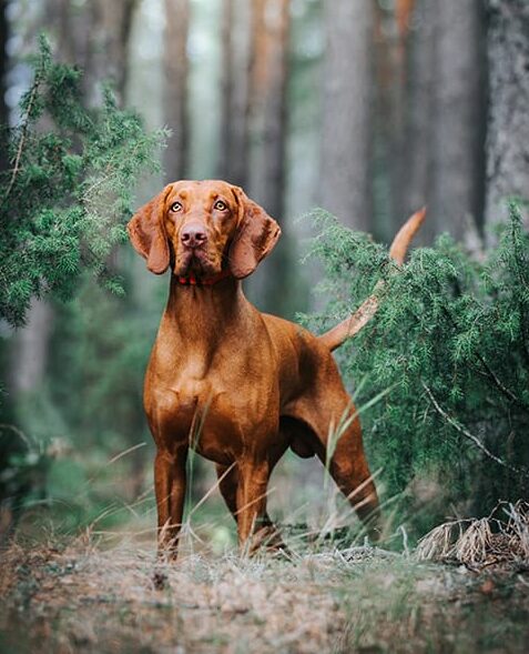 goda bakterier för hund