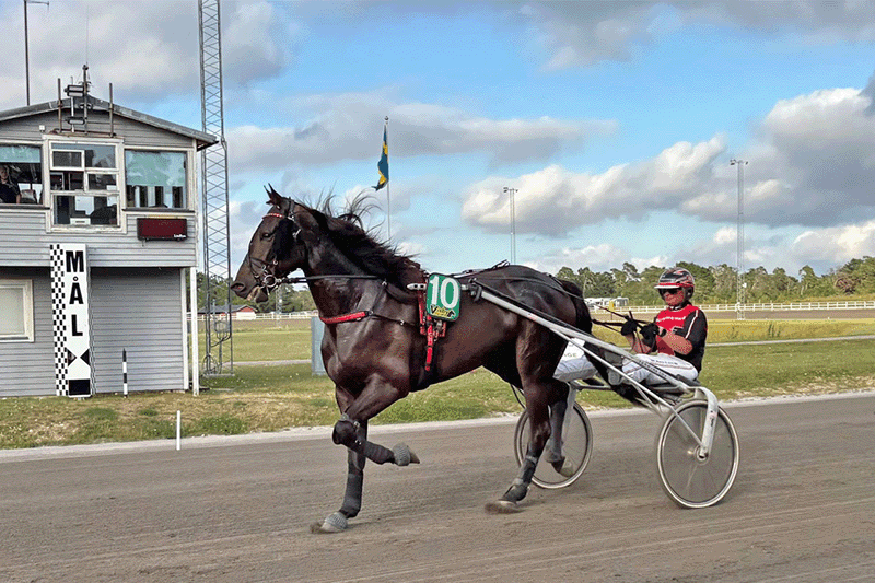 Travhäst Winds Of Tomorrow